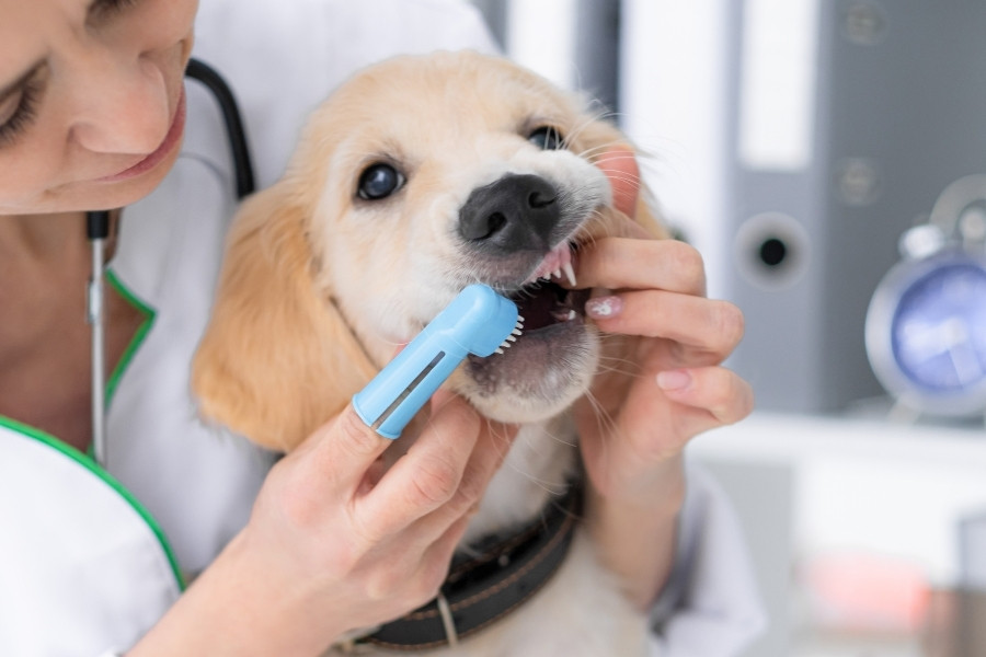 Cavities and Gum Disease in Pets