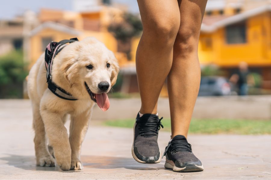 Exercises for Senior pets