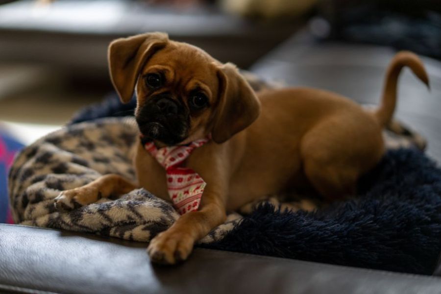 teach puppies kittens bathroom habits