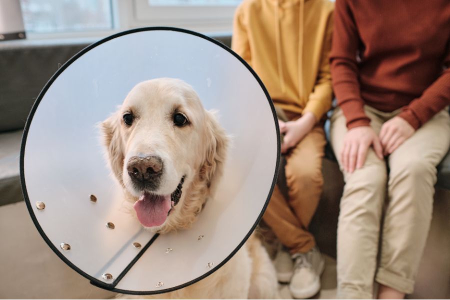 pet surgery safety