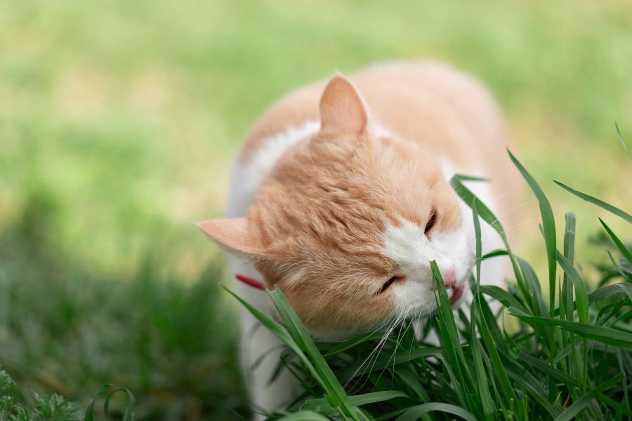 Cat Eat Grass