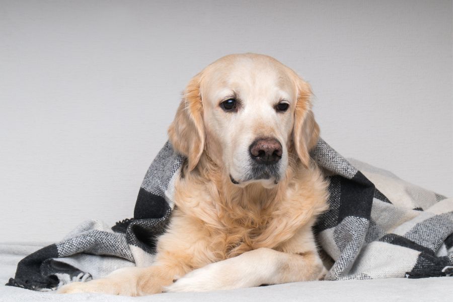 senior large breed dogs health