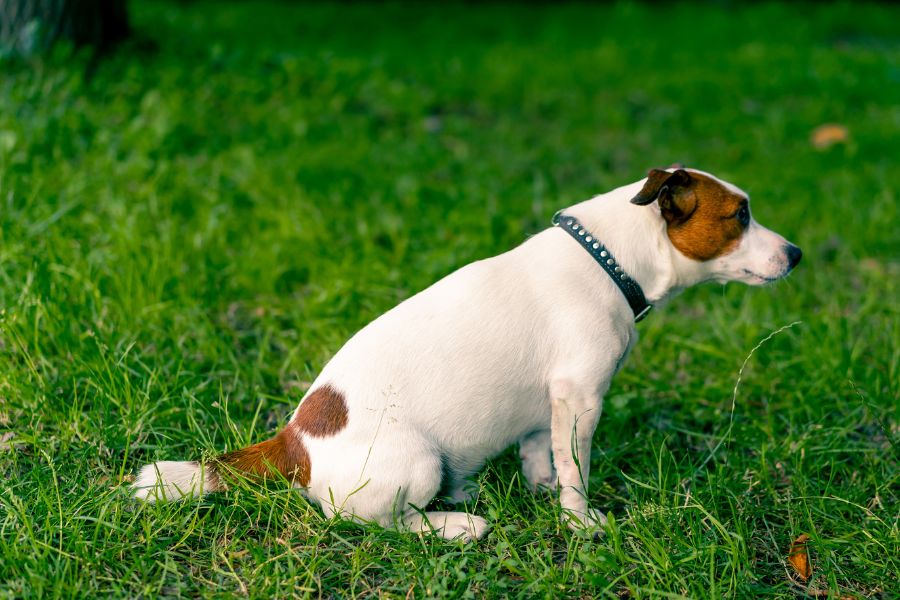 female dog uti symptoms