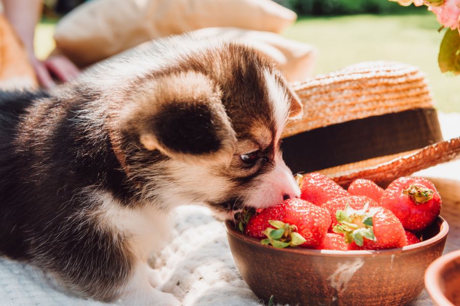 healthy foods for pets