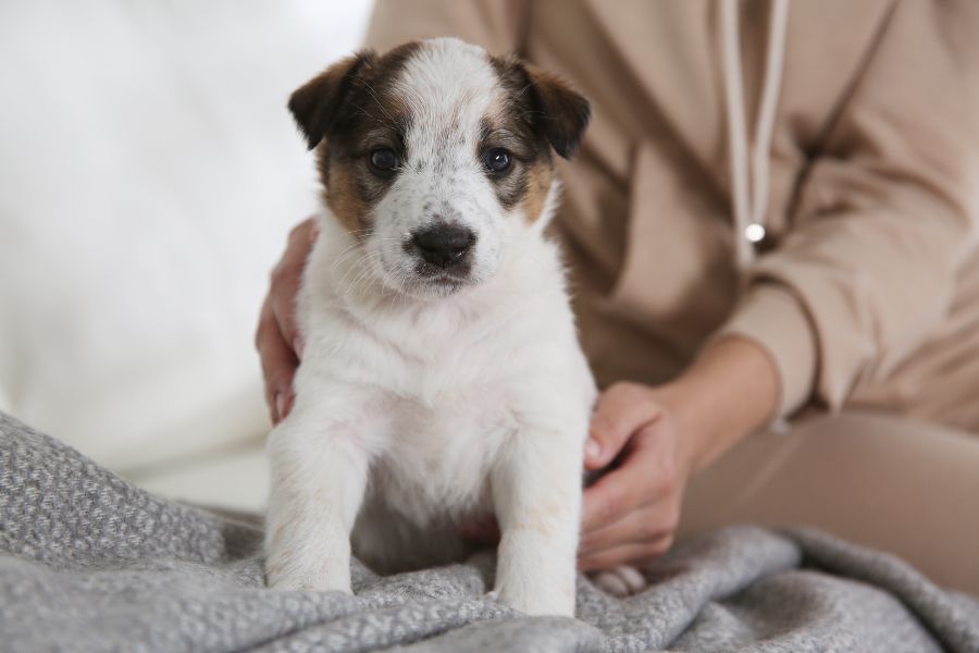 puppy potty training tips