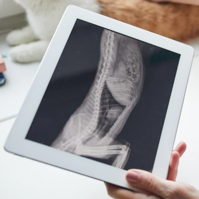 Cat Diagnostic Care