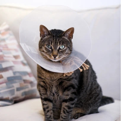 Cat Surgical Care