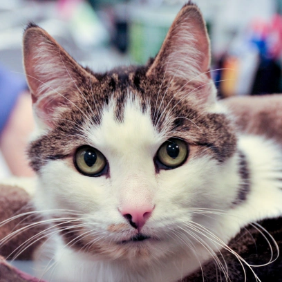 Cold Laser Therapy for Cats 