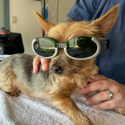 Cold Laser Therapy for Dogs