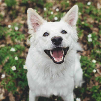 Dog Dental Services