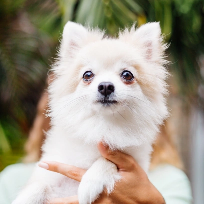 Dog Preventative Care