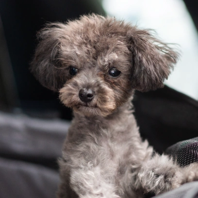 Puppy Care