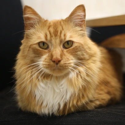 Senior Cats Care