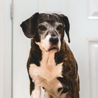 Senior Dog Care