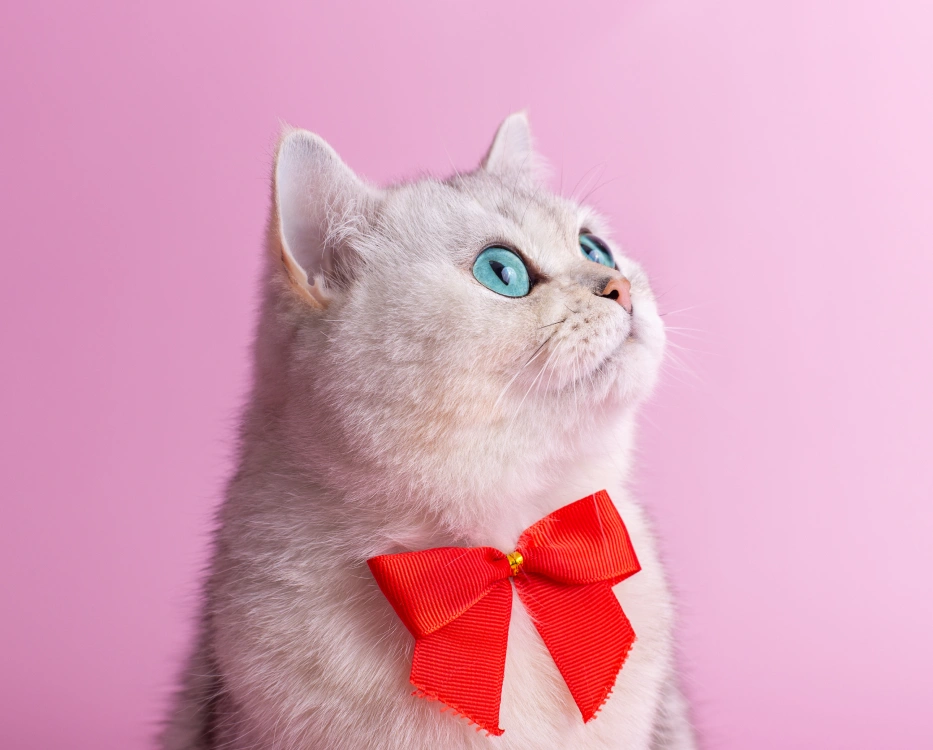 Cat Dental Services