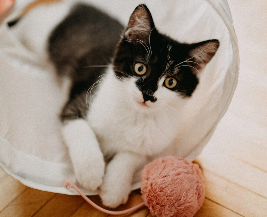 Cat Preventive Care