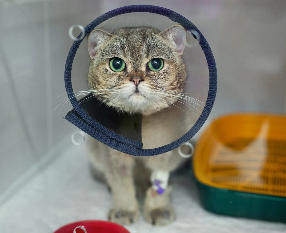 Cat Surgical Care