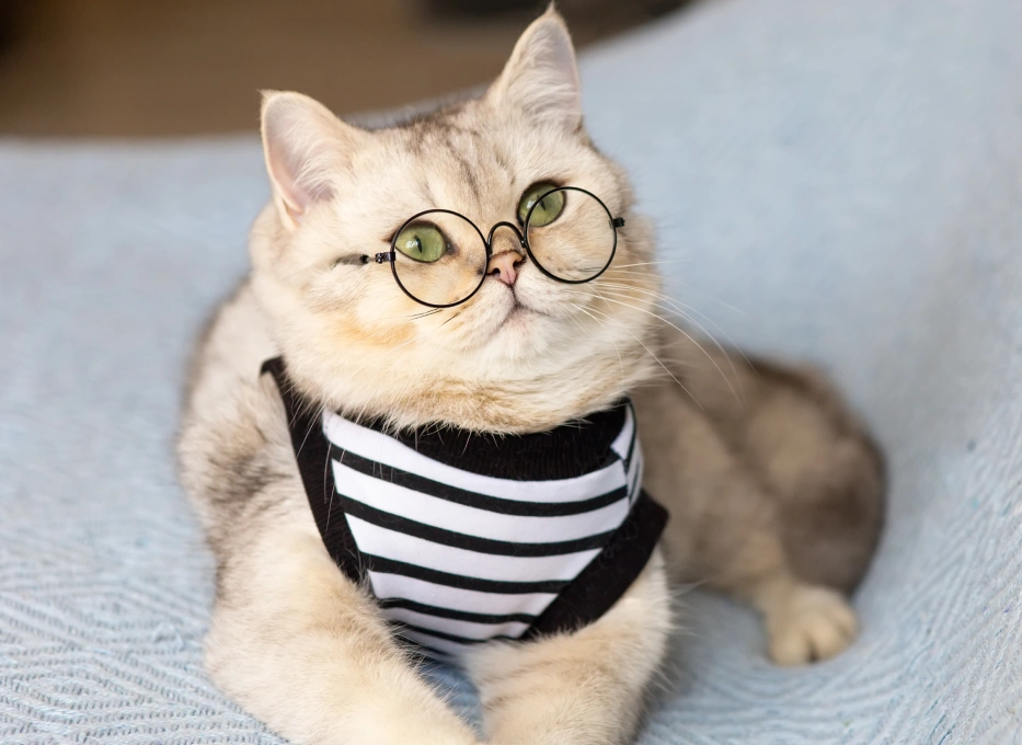Cold Laser Therapy for Cats