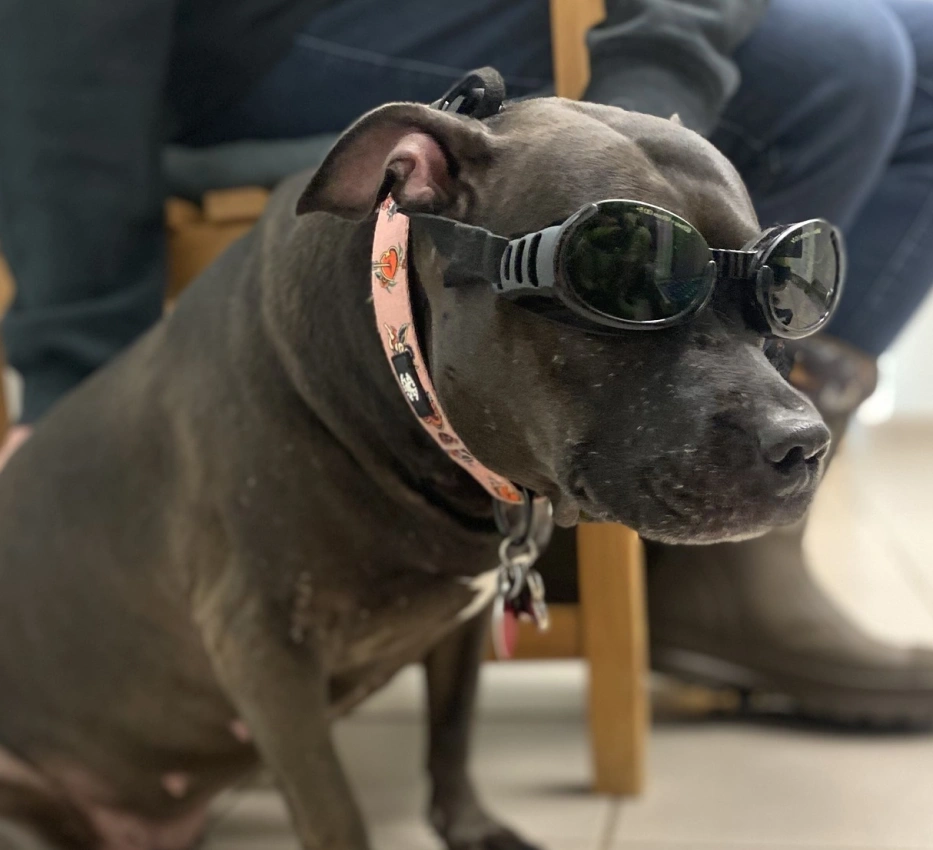 Cold Laser Therapy for Dogs