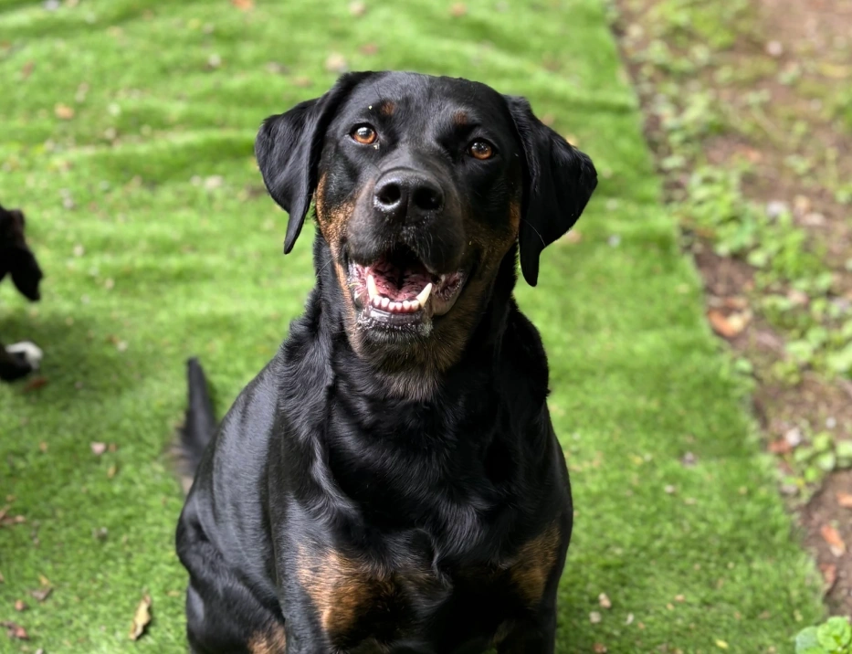 Dog Dental Services