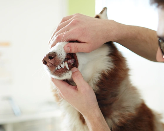 Professional Cleanings for Lasting Oral Health