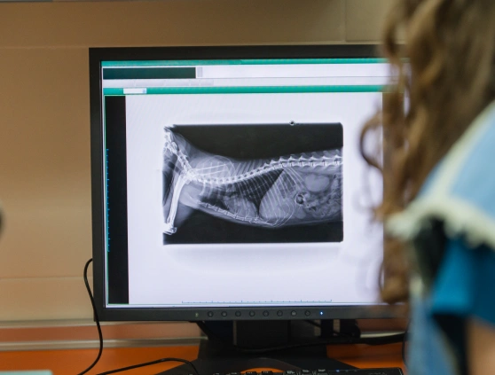 Clear Imaging for Bones and Internal Structures
