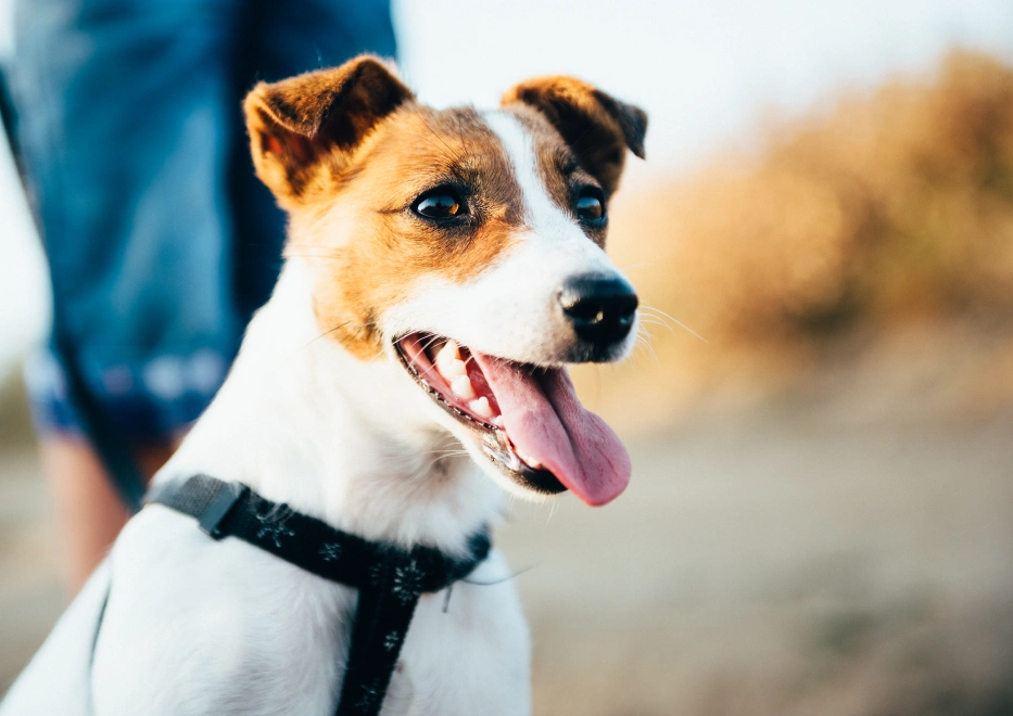 Dog Preventive Care