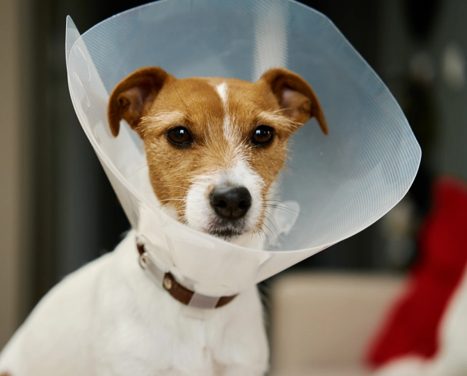 Dog Surgical Care