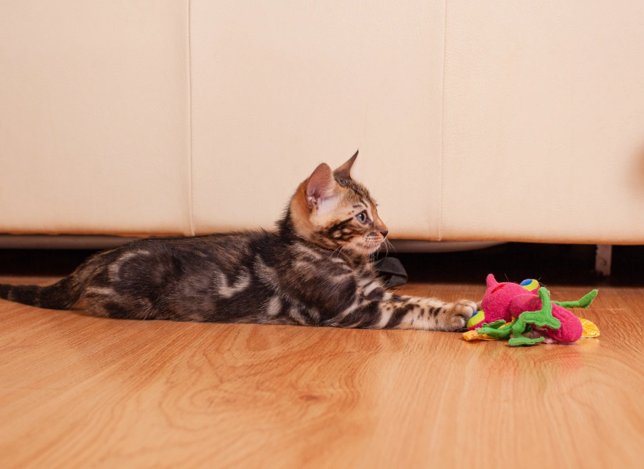 Kitten Care
