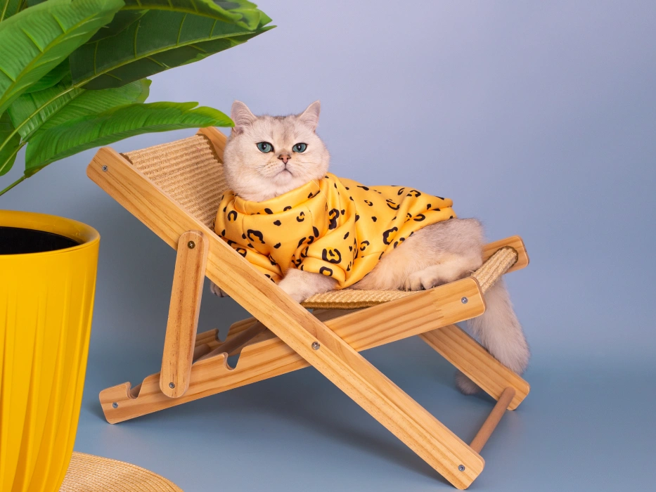Senior Cat Care