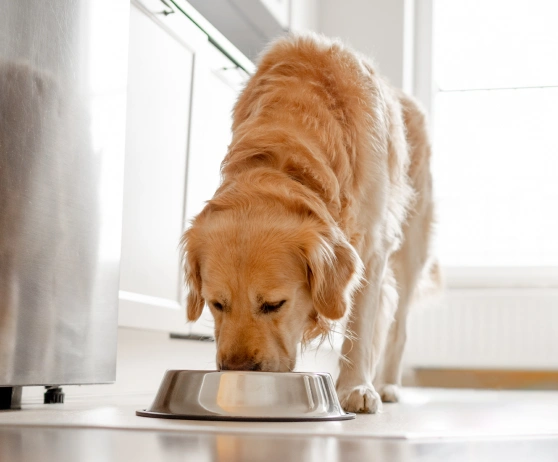 Nutrition Adjustments for Aging Dogs