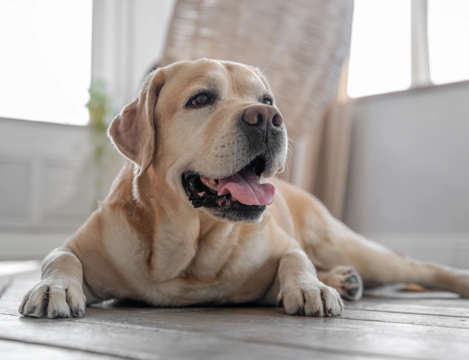 Senior Dog Care