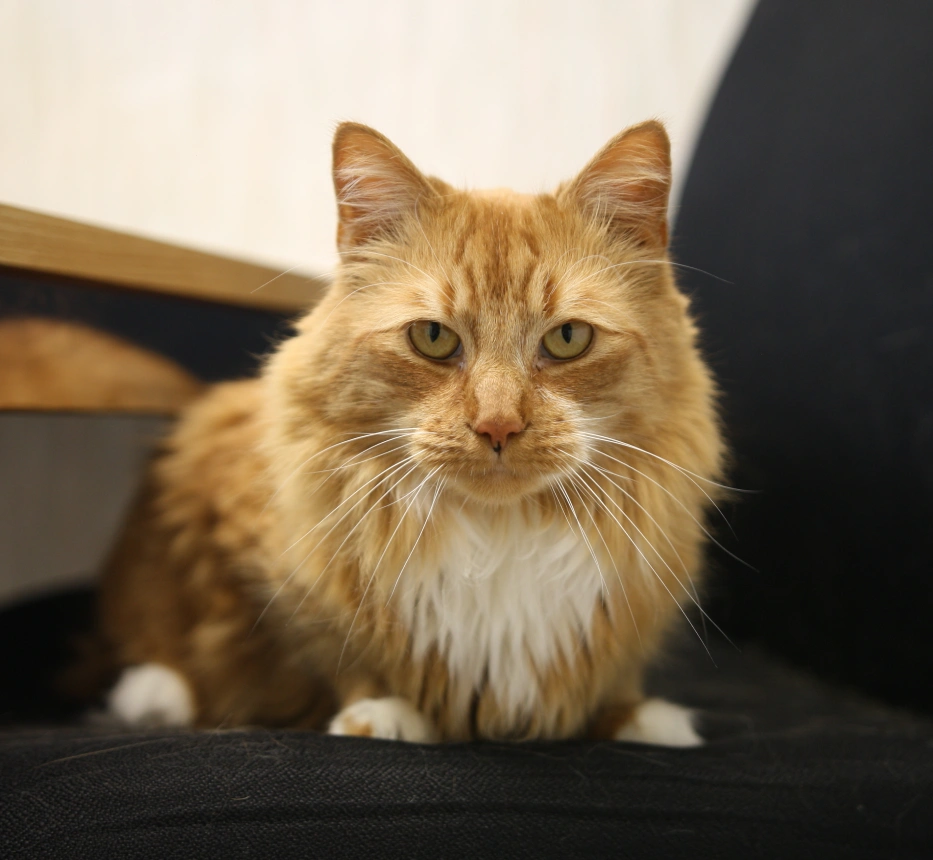 Veterinary Services For Cats