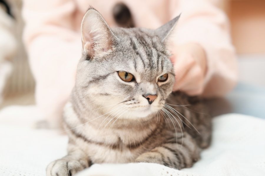 cat spay neuter best age surgery