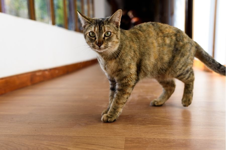 Complete Cat Vet Care Guide