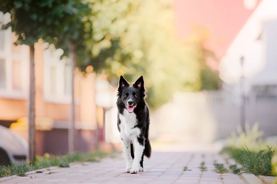 hot sand sidewalks hurting dog paws