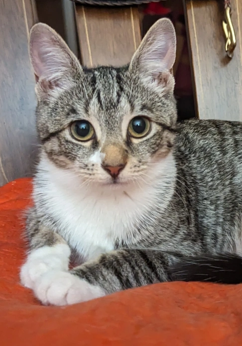Cat Care at South Putnam Animal Hospital