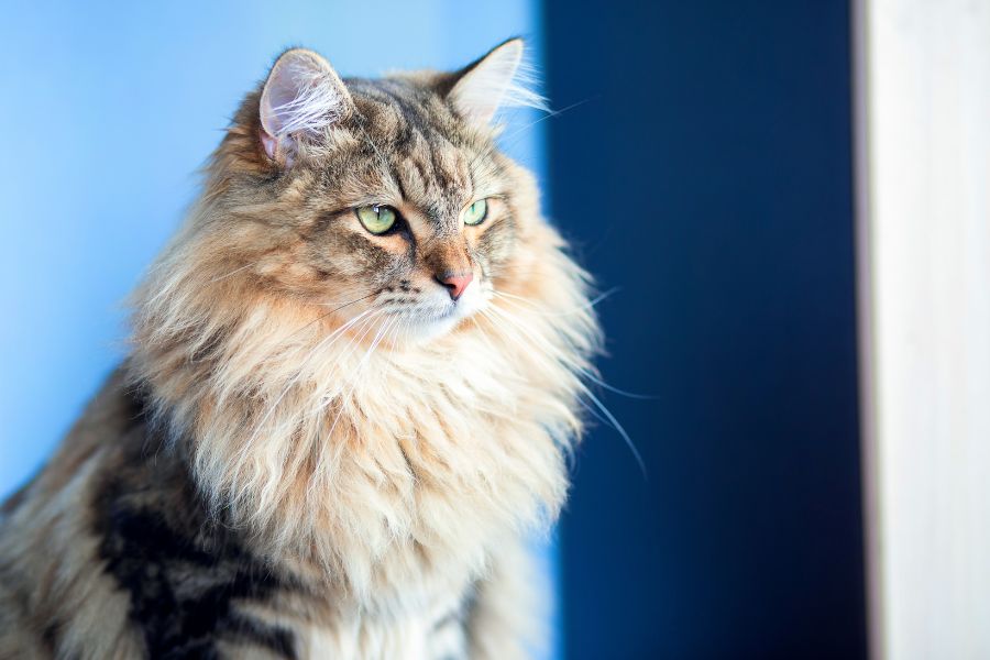 how to choose trusted cat care clinic