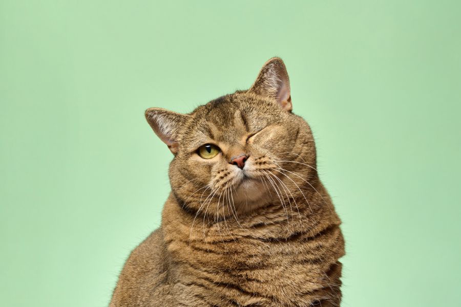 indoor cat meow so much