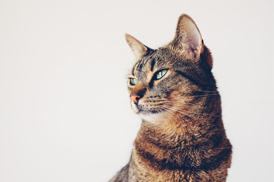 Lyme disease in cats symptoms