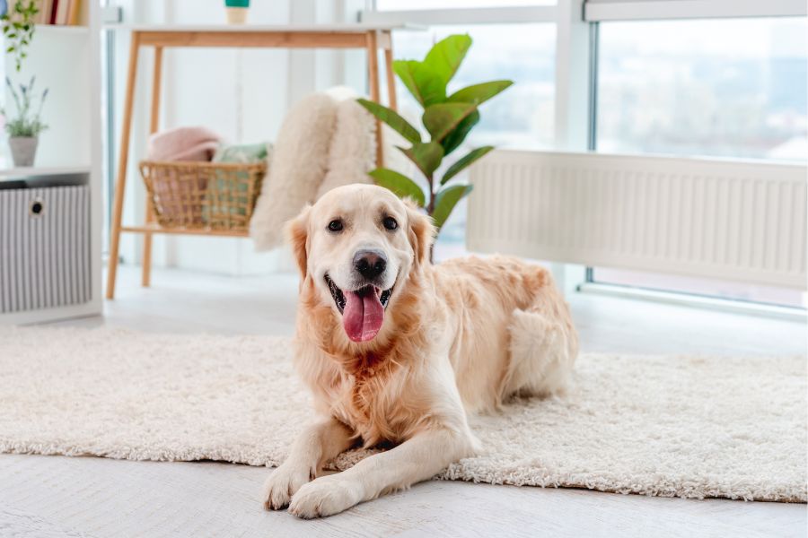 urgent care for senior dogs signs
