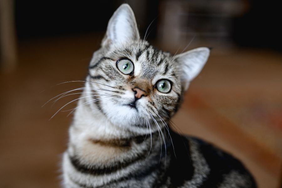 why cat owners skip vet visits
