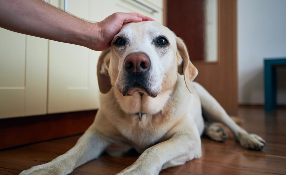 Person gently petting a senior yellow Labrador lying on a wood floor, representing urgent pet care services in Mahopac, NY.