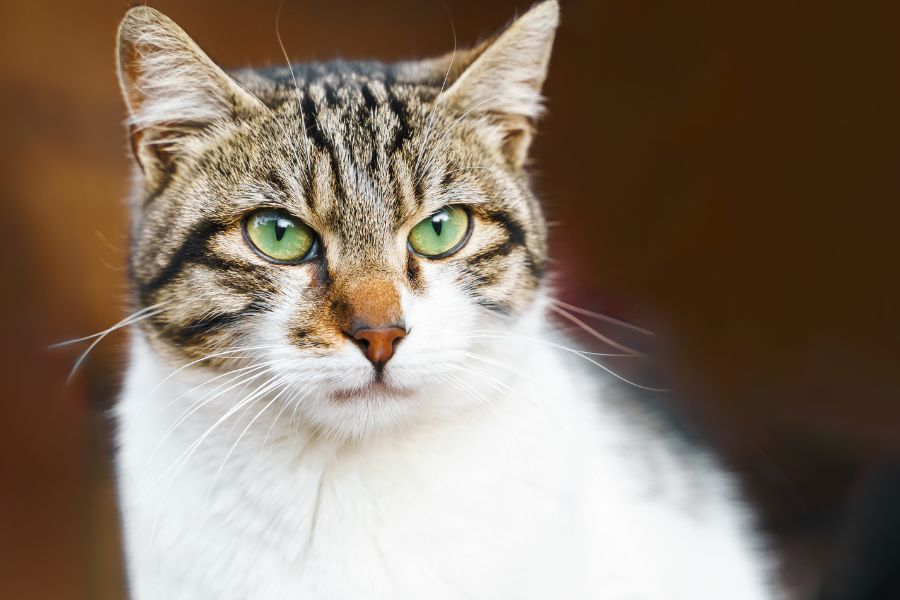 cat surgery step by step guide