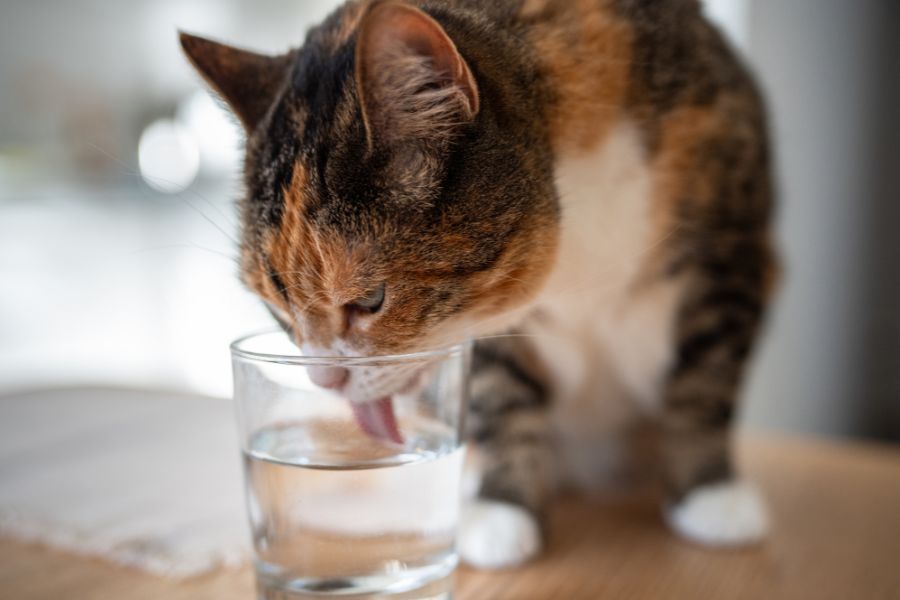cat drinking too much water