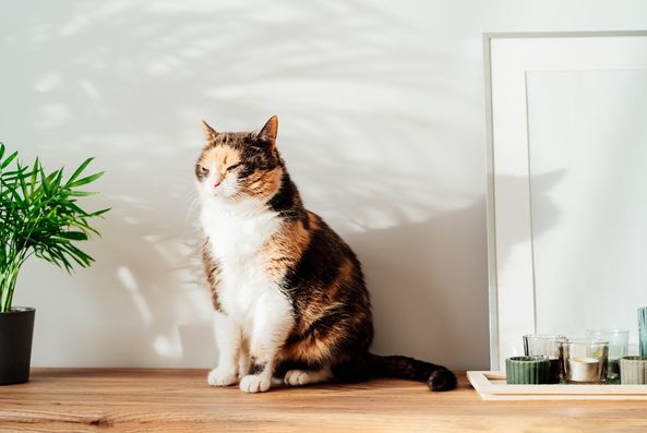 cat surgery guide