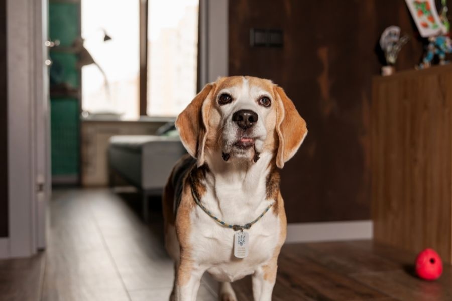 dog see vet guide