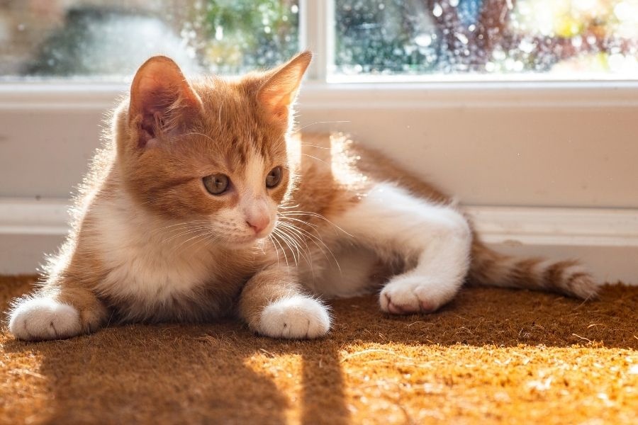 urgent care for kittens