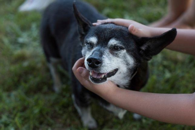 daily routines that make dogs happy