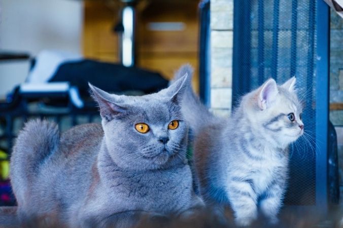 breed cat care tips